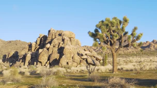 Büyüleyici joshua ağaçları Mojave çölünün engebeli ikliminde yetişir. — Stok video