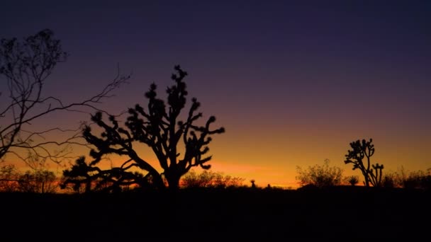 SILHOUETTE: El cielo anaranjado quemado de la tarde se extiende sobre el parque nacional Joshua tree. — Vídeo de stock