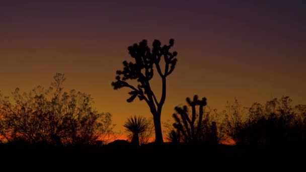 Güneşli bir akşamda Joshua Tree Ulusal Parkı 'nın manzarası. — Stok video