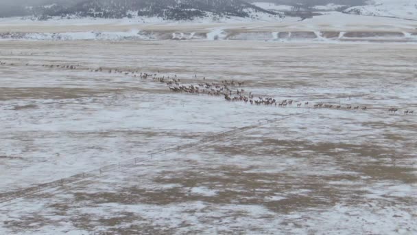 AERIAL: Wilde herten springen over een hek in het midden van besneeuwd grasveld in Montana — Stockvideo