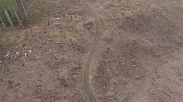 AERIAL: Flying along a empty trail running across a clearance by a big forest. — 图库视频影像