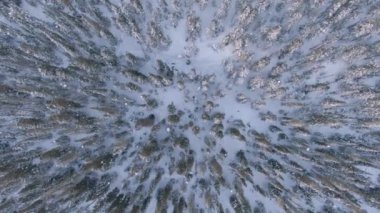 Whistler 'da karlı çam ve çam ağaçlarının manzaralı İHA manzarası.