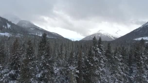 AERIAL: Vliegen over een massief besneeuwd naaldbos op een bewolkte winterdag. — Stockvideo