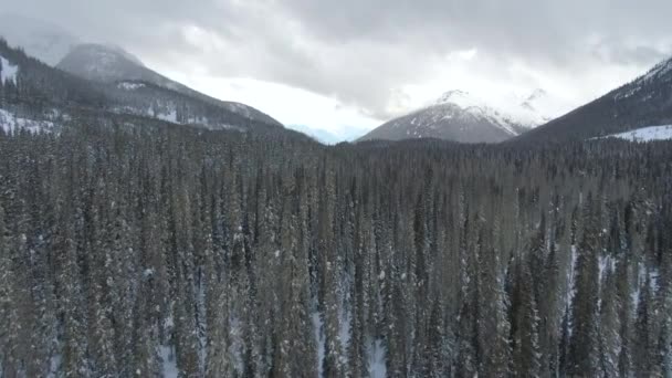 DRONE: Escénica vista panorámica del bosque de pinos que cubre el verde desierto en Canadá — Vídeo de stock