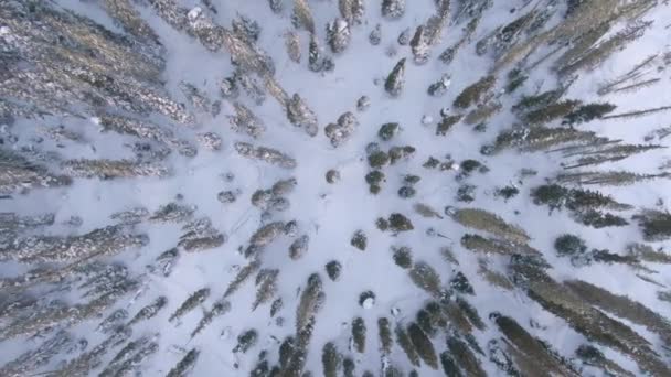 TOP DOWN: 휘슬러에 있는 눈덮인 소나무와 가문비나무 꼭대기의 풍경. — 비디오