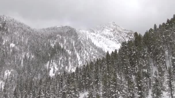 ドローン:アルバータ州の雪深い森の中の高くそびえる山に向かって飛ぶ. — ストック動画