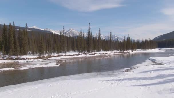 Літаючи над річкою і сосновим лісом під сніжними горами в провінції Альберта. — стокове відео