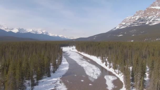 AÉRIAL : Voler le long d'une rivière traversant la pinède sous une montagne enneigée. — Video