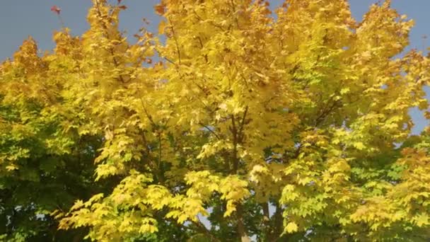 FERMER : Beau cliché de cimes d'arbres changeant de couleur par une journée ensoleillée d'automne.