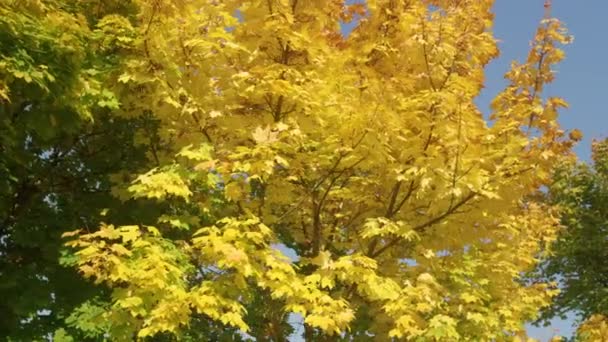 ΚΛΕΙΣΙΜΟ: Όμορφη λήψη των κορυφών των δέντρων αλλάζει χρώματα σε μια ηλιόλουστη ημέρα του φθινοπώρου. — Αρχείο Βίντεο