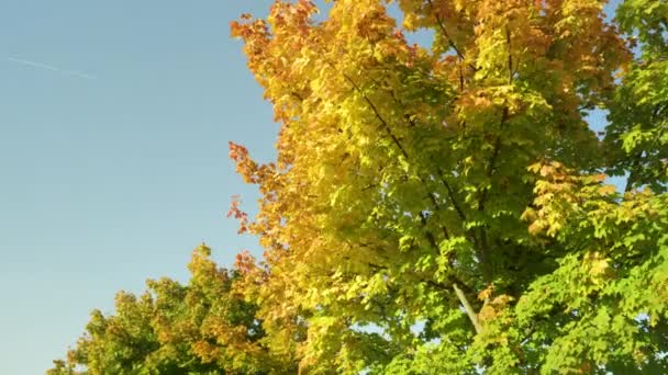 Κοντινό πλάνο Ζεστό φως του φθινοπώρου φωτίζει την πολύχρωμη λεωφόρο και πανέμορφα δέντρα — Αρχείο Βίντεο