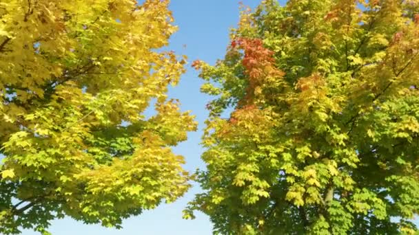 FERMER : Plan pittoresque de cimes d'arbres changeant de couleur par une journée ensoleillée d'automne. — Video