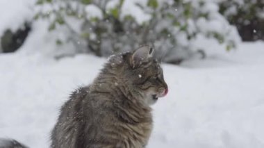 Şirin kahverengi ev kedisi kar fırtınası sırasında arka bahçeye bakar..
