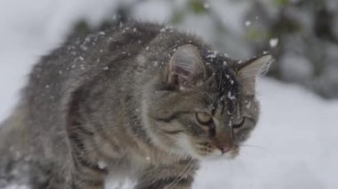 Şirin kahverengi tekir kedi kar fırtınası sırasında arka bahçeyi keşfeder..