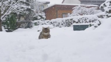 Neşeli tekir kedi kar fırtınası sırasında karlı arka bahçeyi keşfeder..