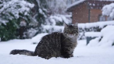 Kürklü kahverengi tekir kedi oyun saatinden sonra karlı bahçeye bakıyor..