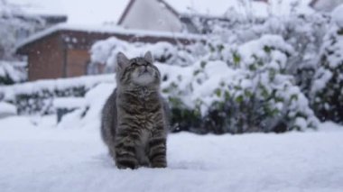 Kahverengi çizgili kedi, cennet bahçesinde bir kartopuyla oynuyor..