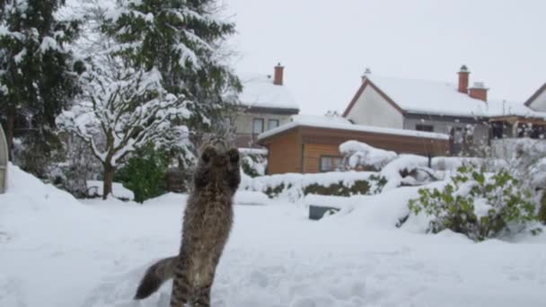 スローモーション:小さな雪玉をキャッチするために空気中にニンブルハウス猫の飛躍。. — ストック動画