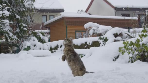 SLOW MOTION: χαριτωμένο καφέ γάτα πηδά στον αέρα και προσπαθεί να πιάσει μια χιονόμπαλα. — Αρχείο Βίντεο