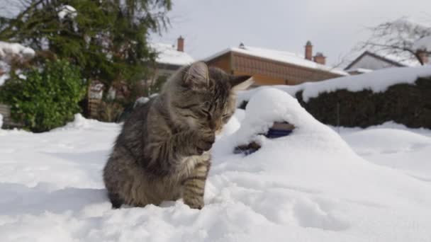 FECHAR UP, DOF: Gatinho marrom bonito lambe sua pata depois de ficar neve preso a ele. — Vídeo de Stock