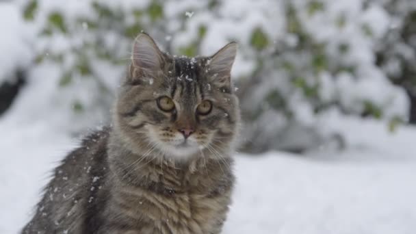 CHIUSURA: Il gattino peloso è affascinato dai fiocchi di neve che cadono dal cielo . — Video Stock