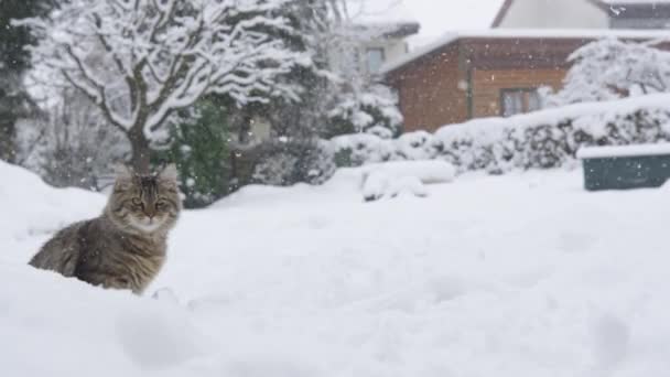 ZAMKNIJ Kot siedzi przez burzę śnieżną na podwórku domu na przedmieściach — Wideo stockowe