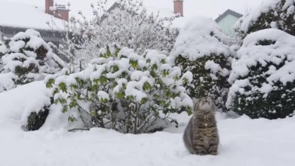 CLOSE UP: Agile tabby cat leaps and twists to catch a snowball flying at it — Stock Video