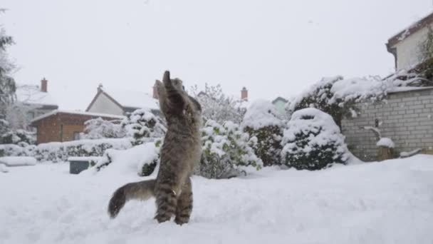 LÅG ANGLE: Agile tabby katt hoppar och vrider för att fånga en snöboll flyger på det. — Stockvideo