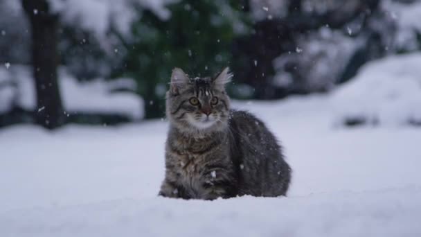 CLOSE UP: Симпатичный снимок коричневой кошки, попавшей в лицо маленьким снежком . — стоковое видео