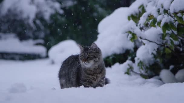 CLOSE UP: Entzückende braune Katze jagt einem Schneeball hinterher, der auf den Boden fällt. — Stockvideo