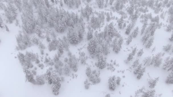 Spectaculaire luchtopname van een sneeuwstorm die het bevroren dennenbos bestraft.. — Stockvideo