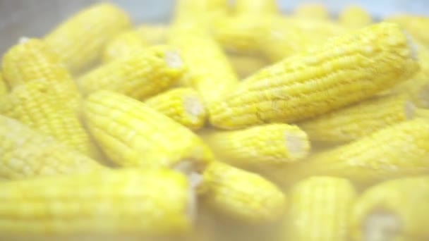 De cerca imágenes de un poco de maíz hervido . — Vídeos de Stock