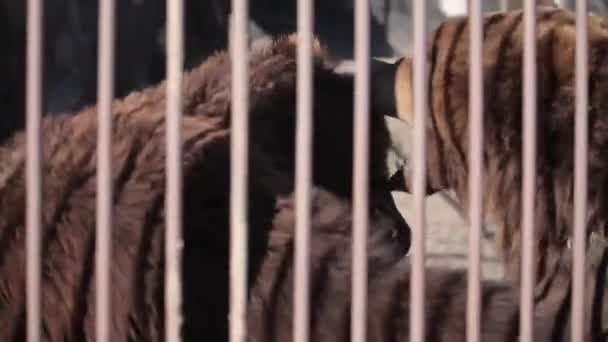 Kahverengi ayı Hayvanat Bahçesi — Stok video