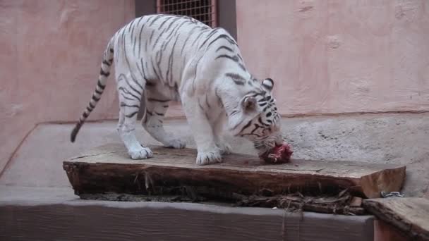 Tigeralbino frisst Fleisch — Stockvideo