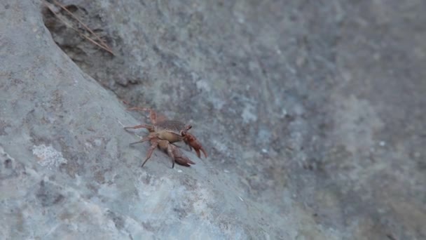 Red Crab is Crawling On the Stone — Stockvideo