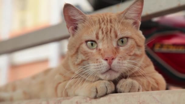 Червоний кіт дивиться на лінзу — стокове відео