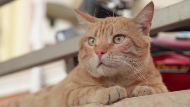Le chat rouge regarde la lentille 