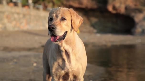 ラブラドールの肖像,ゴールデンレトリバー,日没の光の犬 — ストック動画