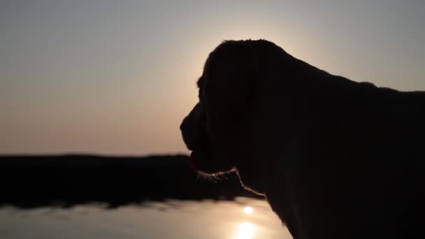 Собачий силует на фоні заходу сонця — стокове відео