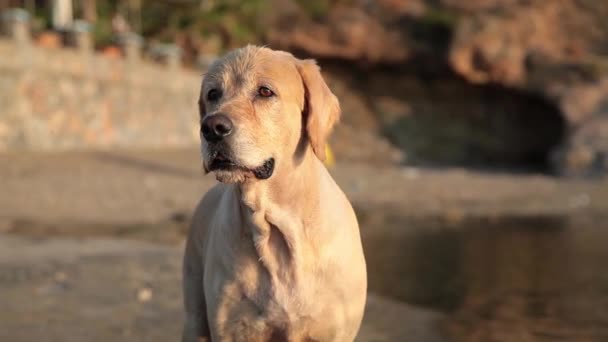 Retrato de Labrador, Golden Retriever, Cão sob a luz do pôr do sol — Vídeo de Stock