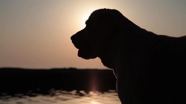 Dog silhouette on sunset background — Stock Video © job_rudyuk@  #364595646