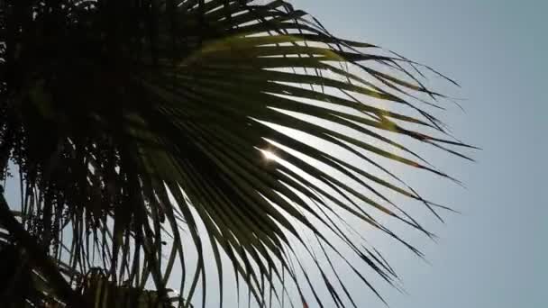 El sol a través de la hoja de palma — Vídeos de Stock