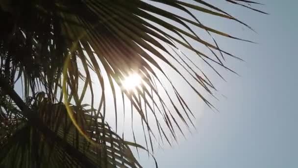 A nap a pálmalevélen keresztül — Stock videók