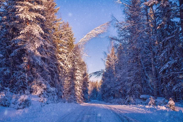 Beautiful winter landscape: snowy forest on sunny day — Stock Photo, Image