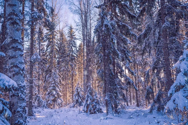 美丽的冬天景观︰ 白雪皑皑的丛林，在阳光灿烂的日子 — 图库照片