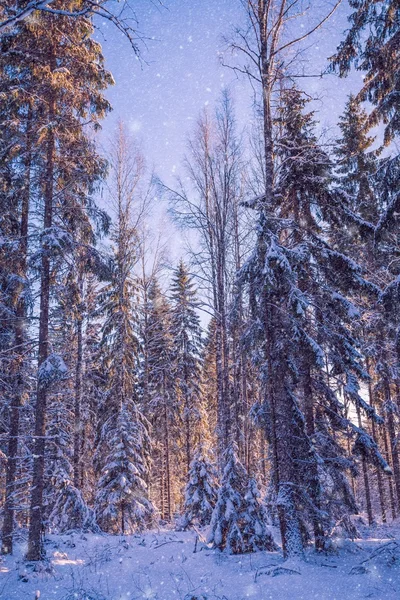 Schöne Winterlandschaft: verschneiter Wald an sonnigem Tag — Stockfoto