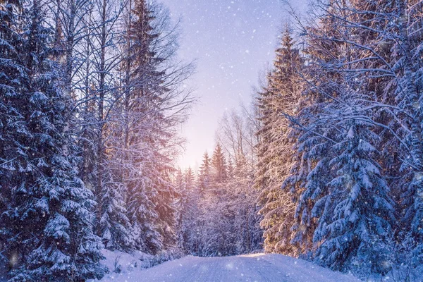 Bela paisagem de inverno: floresta nevada no dia ensolarado — Fotografia de Stock