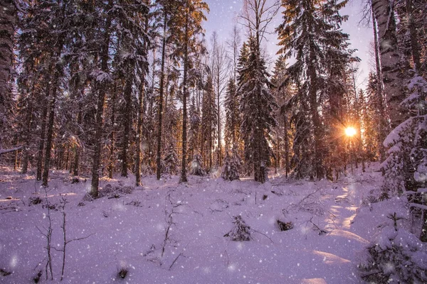 Krásná zimní krajina: zasněženého lesa na slunečný den — Stock fotografie