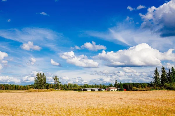 Campo de trigo dourado e exploração agrícola no país rural Finlândia — Fotografia de Stock