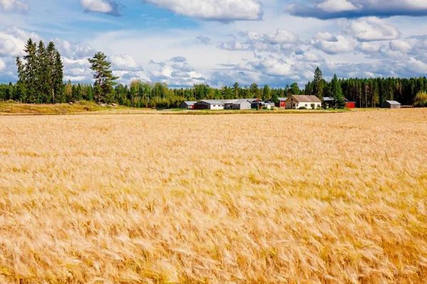 Gullhveteåker og gårdsbruk på landsbygda Finland – stockfoto